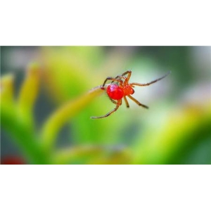 三七红蜘蛛虫害的防治方法